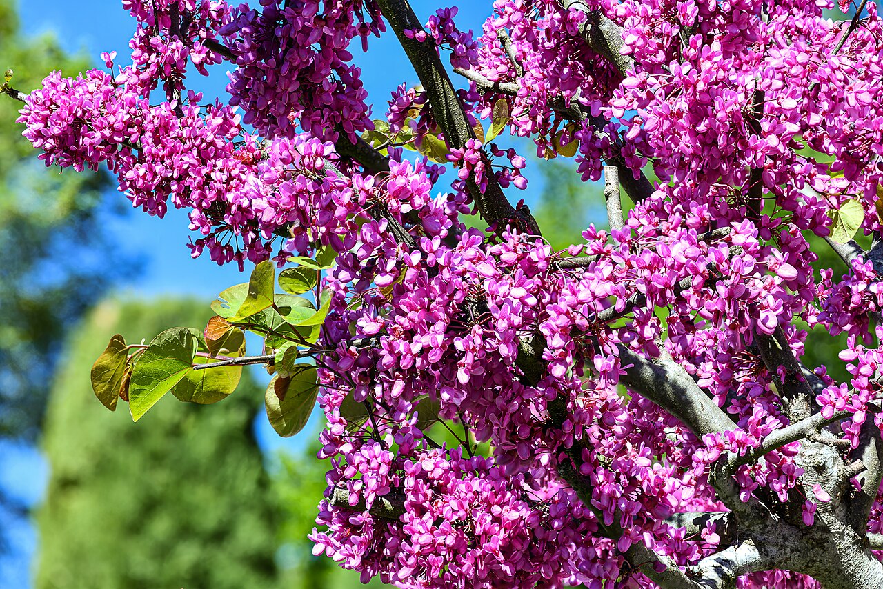 Albero di Giuda in fiore